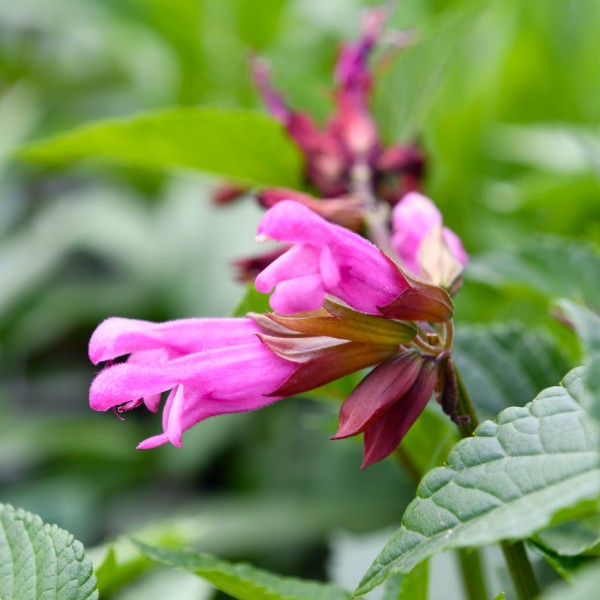 Salvia lake Garda (2)