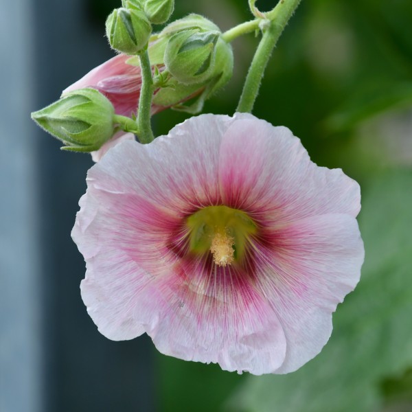 Alcea (6)