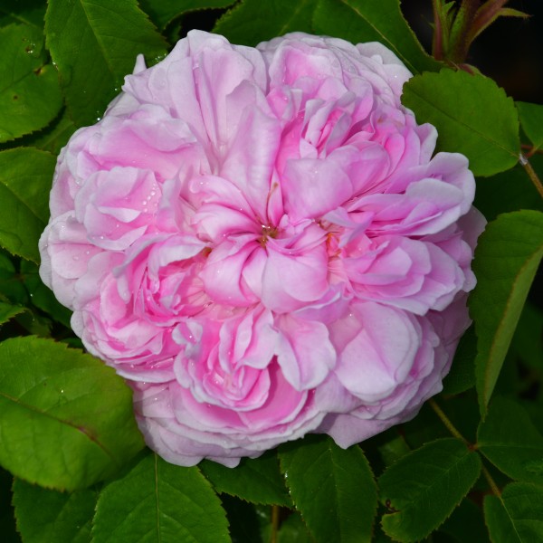 Jacques Cartier