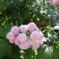 Vorschau: Abbandonata Vorschau: Abbandonata