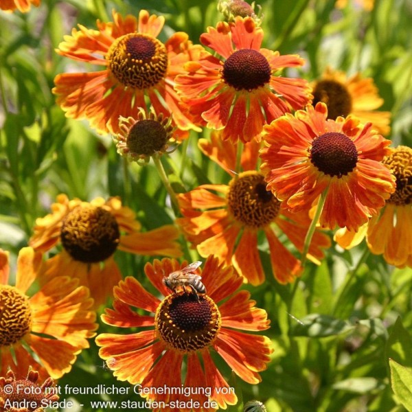 Helenium x cult.'Waltraut' C3 max