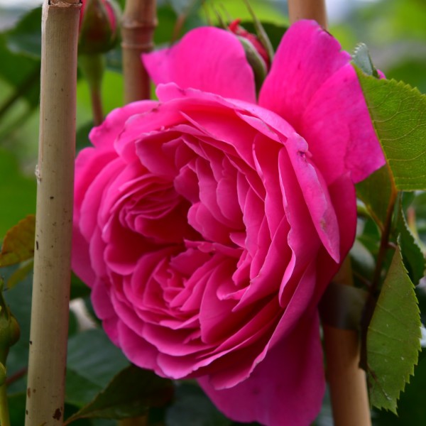 Dolce Essbare Rose