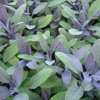 salvia-officinalis-purpurascens-rotblaettriger-salbei (1) salvia-officinalis-purpurascens-rotblaettriger-salbei (1)