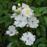 Guirlande d'Amour Guirlande d'Amour