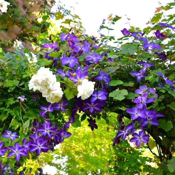 Clematis Venosa Violacea_Hochzeitsgarten (2)