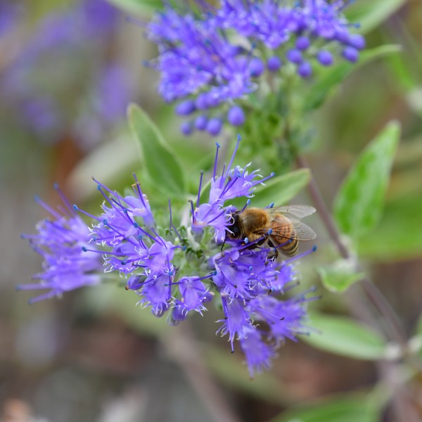 Caryopteris x clandonensis 'Heavenly Blue'