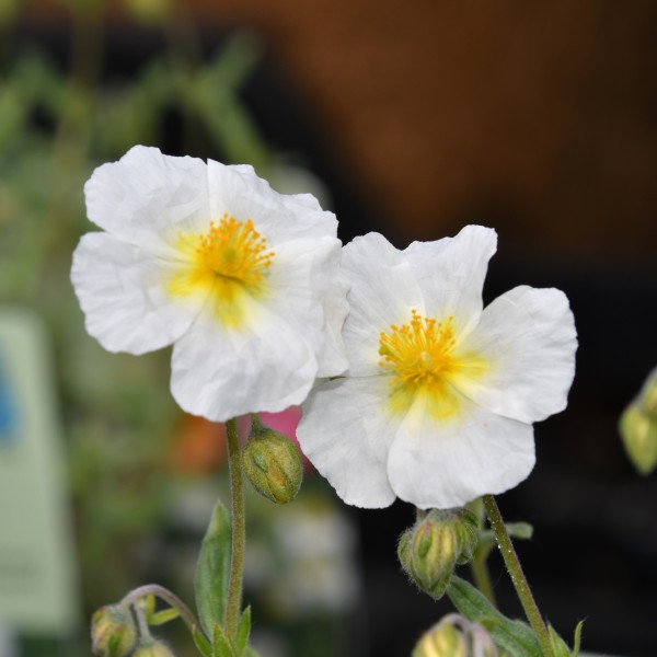 Helianthemum x cultorum Eisbär