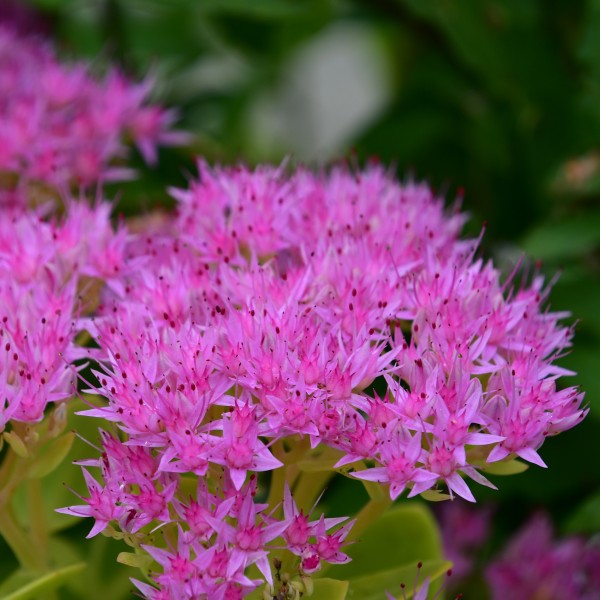 Sedum spectabile 'Brillant'