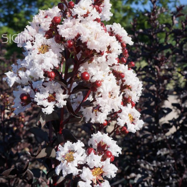 Lagerstroemia Pure White