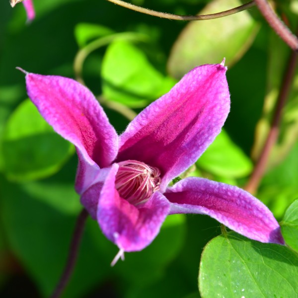 Clematis tex. Peveril Profusion BFCC