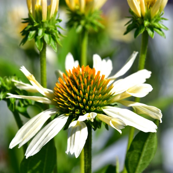 Echinacea purpurea 'Sunrise'