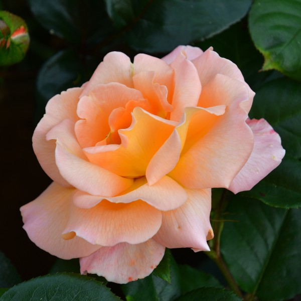 Rosemary Harkness (2)