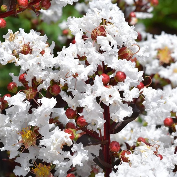 Lagerstroemia First Editions® 'Lunar Magic