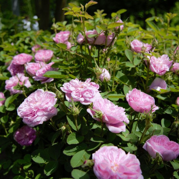 Mini Rosenhecke in Rosa: 5 x de Meaux