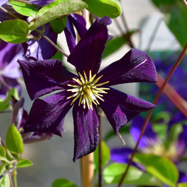 Clematis v- Romantika (1)