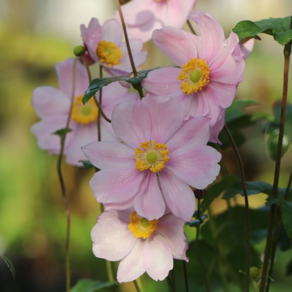 Anemone tomentosa 'Serenade' | Pflanzen | Landhaus Ettenbühl Online-Shop