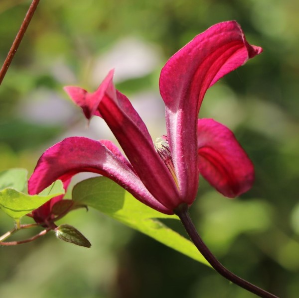 clematis-gravetye-beauty2