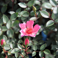 12043 Petit Gaston (2) 12043 Petit Gaston (2)