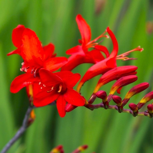 Crocosmia x crocosmiiflora 'Lucifer'