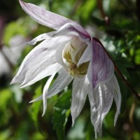 Vorschau: Clematis alp. Pink Princess Vorschau: Clematis alp. Pink Princess