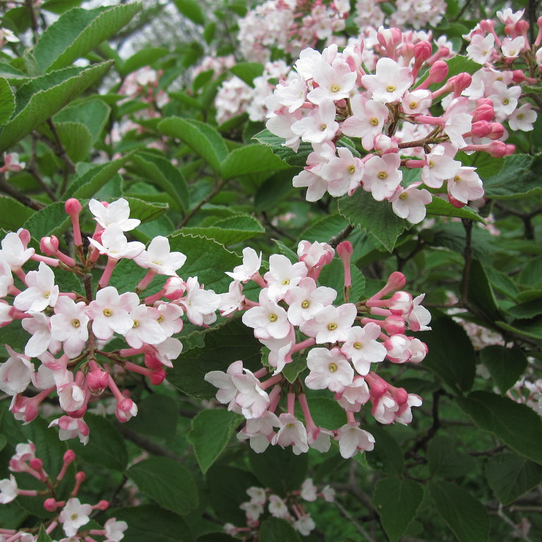 Viburnum koreanisches Gewürz