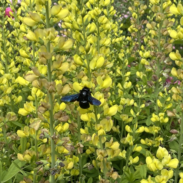 Baptisia (4)