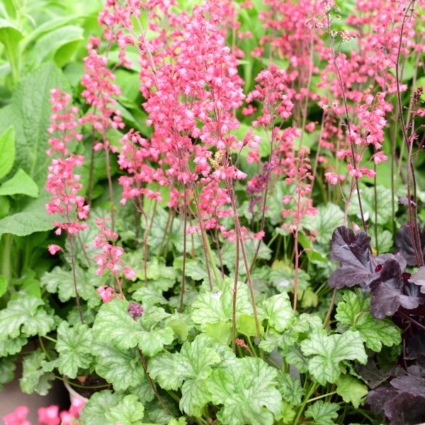 Heuchera sanguinea 'Paris'