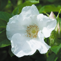 Rosa Rugosa Alba 4 Rosa Rugosa Alba 4