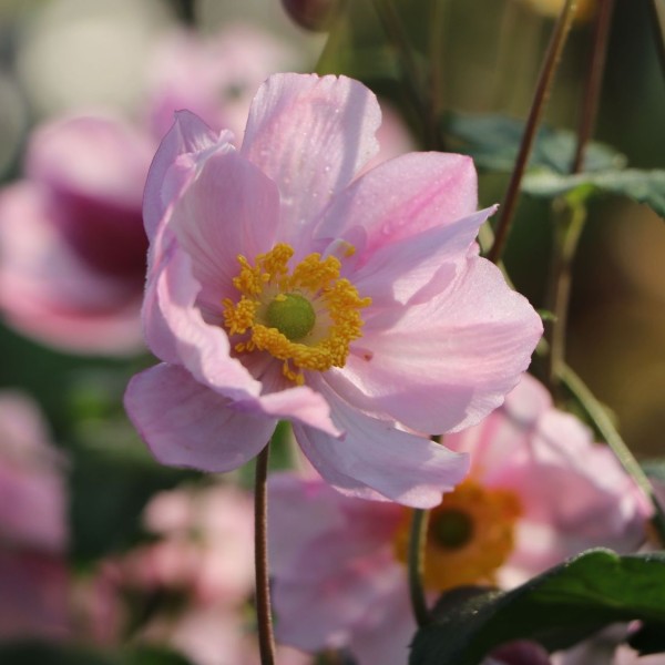 Herbst-Anemone 'Serenade' (1)