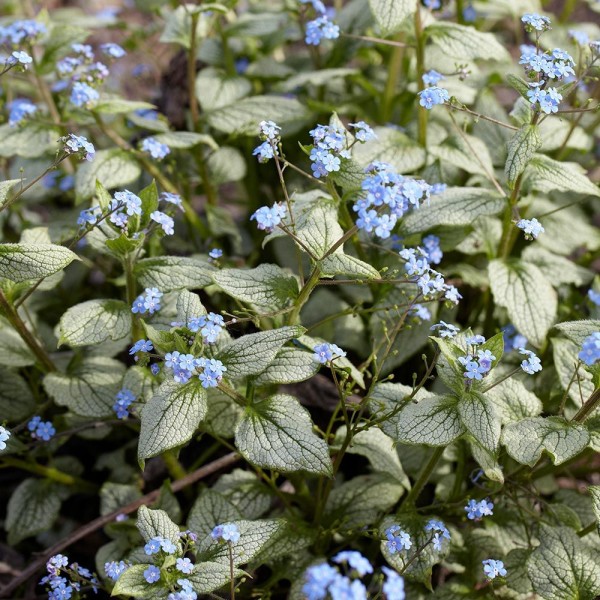 Brunnera Silver Heart