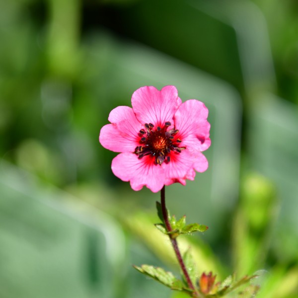 Potentilla nepalensis 'Miss Willmott'