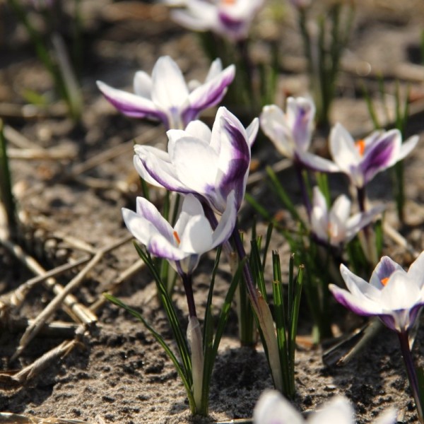 Crocus chrysanthus 'Ladykiller' 20 Stk.