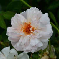 Auguste Gervais (6) Auguste Gervais (6)