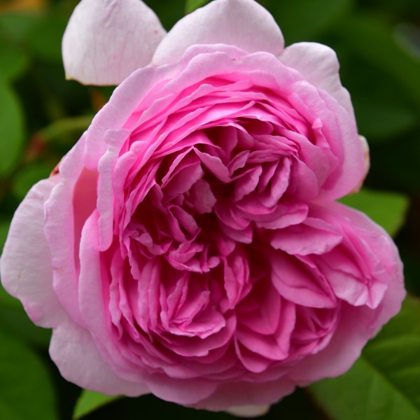 Mme Ernest Calvat (3)