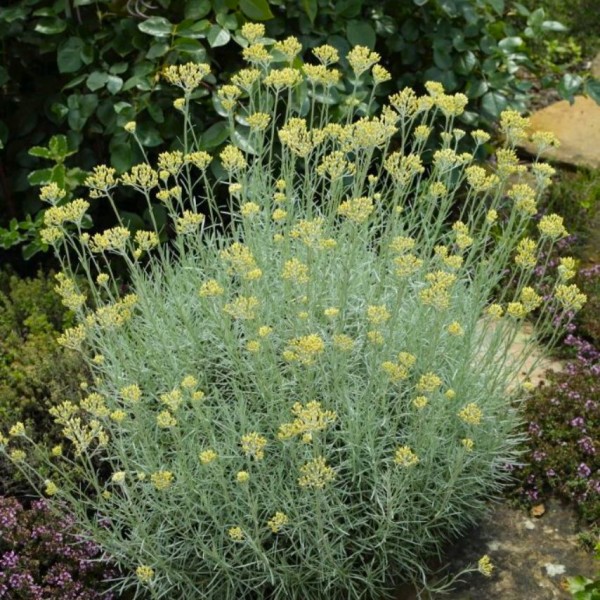 helichrysum-italicum-tall-currykraut (1)