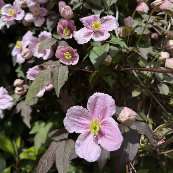 Clematis montana Rubens (6)
