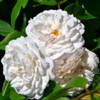 Felicite et Perpetue Felicite et Perpetue