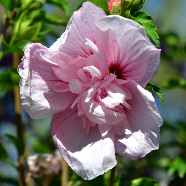 Hibiscus syriacus 'Pink Chiffon'