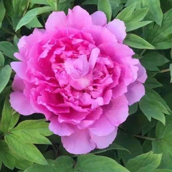 Paeonia suffruticosa Lu He Hong