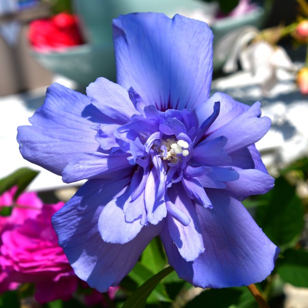 Hibiscus 'Blue Chiffon'