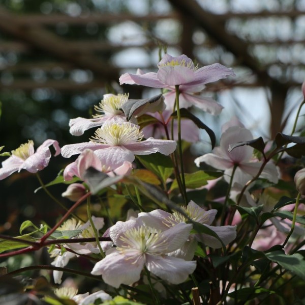 Clematis alp. Pink Princess