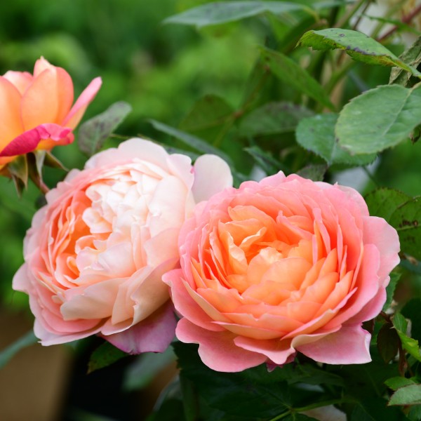 Lady of Shalott (2)