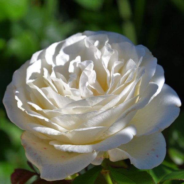 Ophelia (3) Q