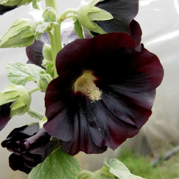 Alcea (2)