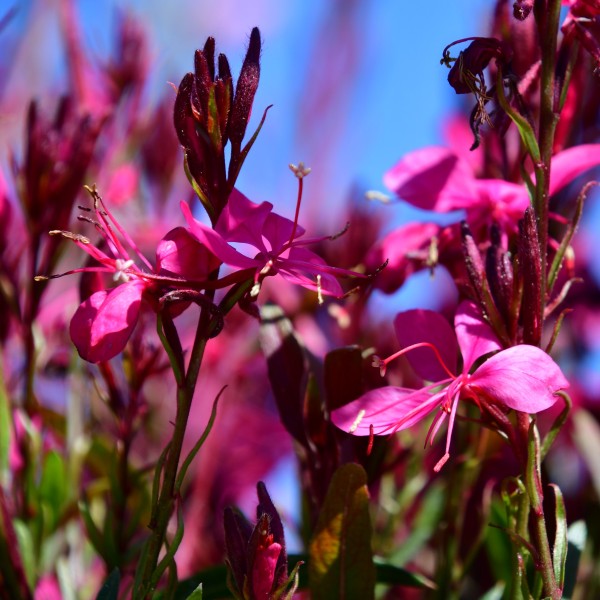 Gaura lindheimer Gambit Rose (3)
