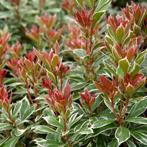 Pieris japonica 'Little Heath'