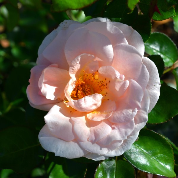 Royal Estelle (4) Q