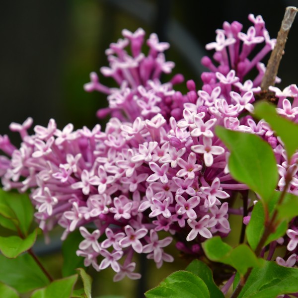 Syringa meyeri Palibin (4)