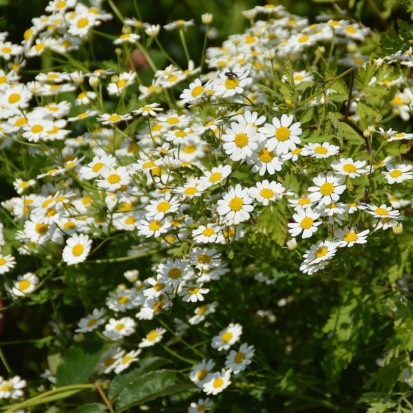 Tanacetum jackpot (2)