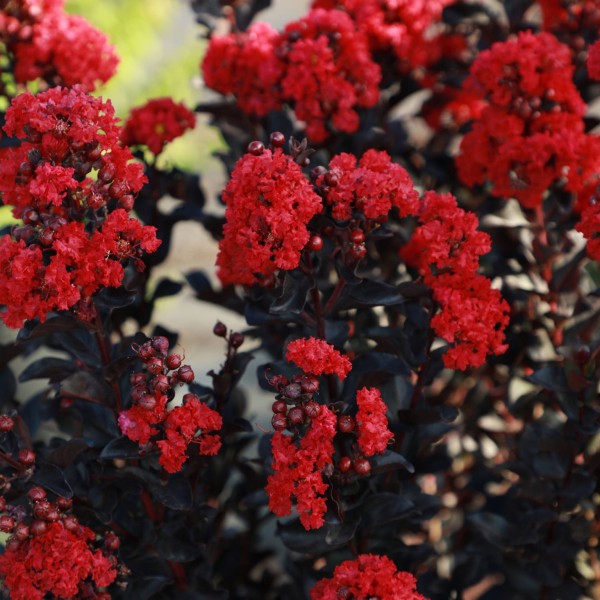 Lagerstroemia Black Diamond® Crimson Red